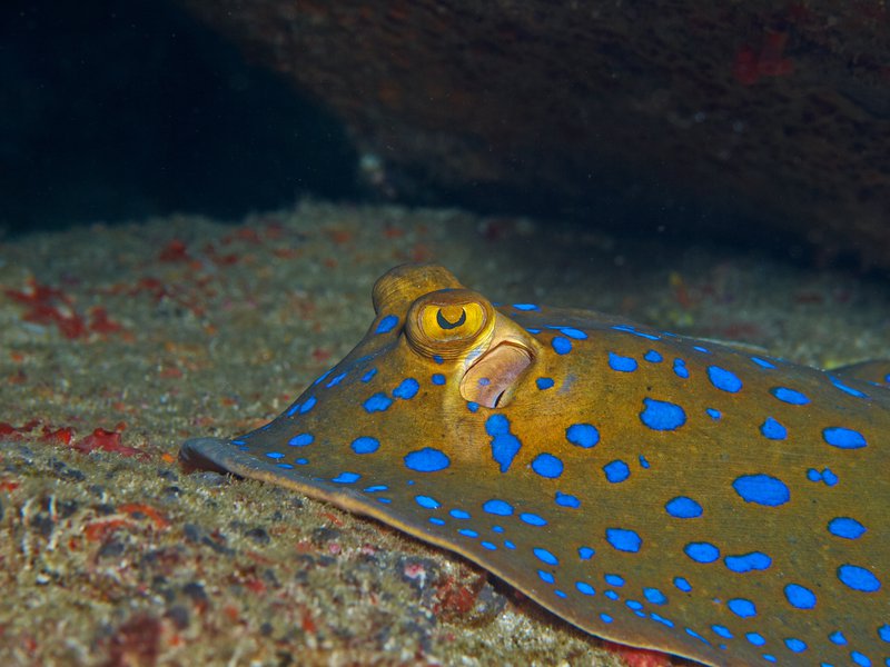 Blue spotted sting ray, Canyons